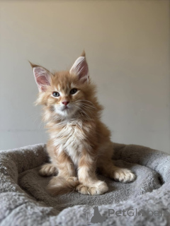 Photo №2 de l'annonce № 137752 de la vente maine coon - acheter à Allemagne annonce privée