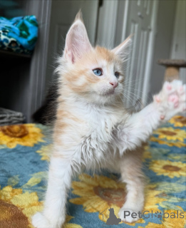 Photo №2 de l'annonce № 159301 de la vente maine coon - acheter à Belgique annonce privée