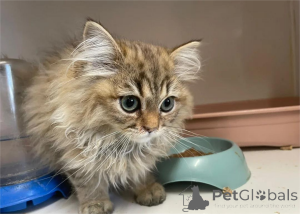 Photo №1. persan - à vendre en ville de Arrondissement de Berchtesgaden-Campagne | 350€ | Annonce № 153065