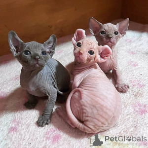Photo №1. sphynx - à vendre en ville de Élan | négocié | Annonce № 169749