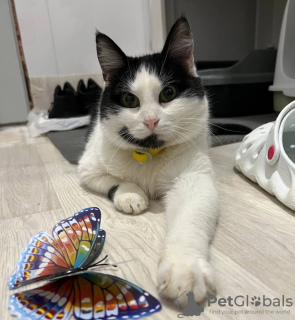 Photo №2 de l'annonce № 32741 de la vente  - acheter à Fédération de Russie annonce privée