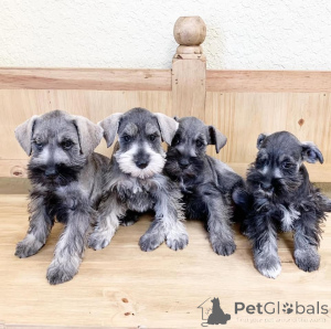 Photo №1. schnauzer miniature - à vendre en ville de Varsovie | négocié | Annonce №163072