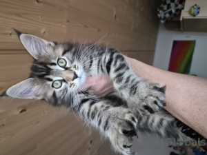 Photo №4. Je vais vendre maine coon en ville de Zindelfingen. annonce privée - prix - négocié