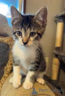 Photo №2 de l'annonce № 172743 de la vente american shorthair - acheter à Belgique annonce privée, éleveur