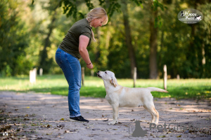 Photo №4. Je vais vendre labrador retriever en ville de Kharkov. annonce privée, de la fourrière, éleveur - prix - 1700€