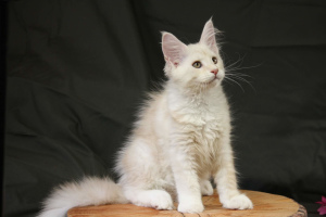 Photo №4. Je vais vendre maine coon en ville de Nizhny Novgorod. éleveur - prix - 568€