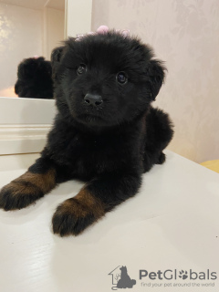 Photos supplémentaires: Adorables chiots entre de bonnes mains