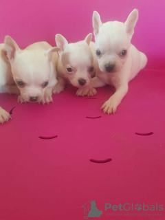 Photo №3. Mini Chihuahuas supplémentaires. Serbie