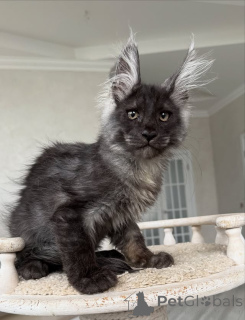 Photo №2 de l'annonce № 154636 de la vente maine coon - acheter à Allemagne éleveur