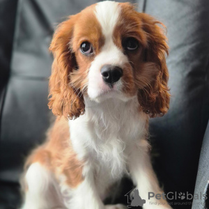 Photo №4. Je vais vendre cavalier king charles spaniel en ville de Stavanger. annonce privée, éleveur - prix - 1800€