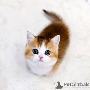 Photo №1. munchkin - à vendre en ville de Paris | négocié | Annonce № 158643