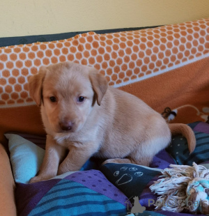 Photo №1. labradoodle - à vendre en ville de Mariánské Lázně | négocié | Annonce №166158