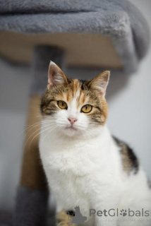 Photo №2 de l'annonce № 159490 de la vente  - acheter à Fédération de Russie de l'abri