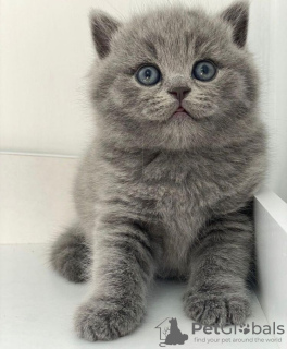 Photo №1. british shorthair - à vendre en ville de Berlin | 246€ | Annonce № 90832