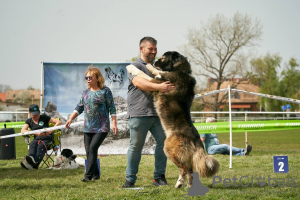 Photos supplémentaires: Chiots berger du Caucase