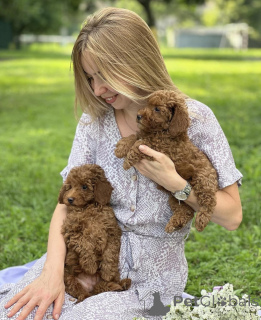 Photo №4. Je vais vendre maltipu en ville de Zürich. éleveur - prix - négocié