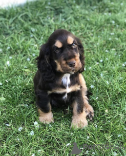 Photo №1. cocker spaniel anglais - à vendre en ville de Varsovie | 420€ | Annonce №101112