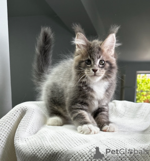 Photo №1. maine coon - à vendre en ville de Штутгарт | 350€ | Annonce № 114531