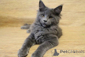 Photo №3. Chaton du Maine Coon typique. Allemagne
