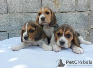 Photo №1. beagle - à vendre en ville de Montpellier | 340€ | Annonce №31675