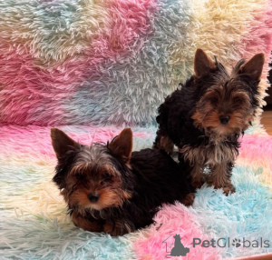 Photo №1. yorkshire terrier - à vendre en ville de Anvers | Gratuit | Annonce №163733