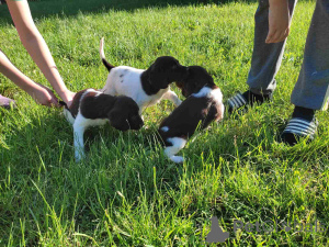 Photo №2 de l'annonce № 139236 de la vente chien à loutre - acheter à Serbie 