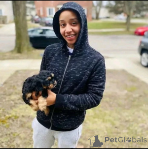 Photo №4. Je vais vendre yorkshire terrier en ville de Achterveld. éleveur - prix - Gratuit