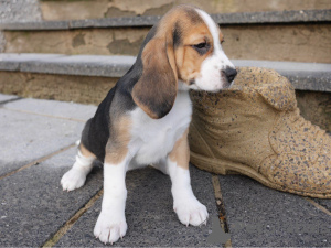 Photo №1. beagle - à vendre en ville de Подгорица | négocié | Annonce №124340