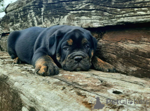 Photo №1. bulldog anglais - à vendre en ville de Belgrade | négocié | Annonce №105214