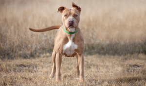Photo №1. Service d'accouplement - race: american pit bull terrier. Prix - 181€