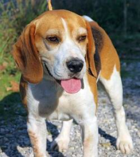 Photo №2. Service d'accouplement beagle. Prix - 600€