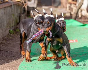 Photo №2 de l'annonce № 149017 de la vente dobermann - acheter à Allemagne annonce privée