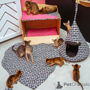 Photo №3. Chatons abyssins à vendre. Allemagne