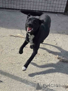 Photo №1. chien bâtard - à vendre en ville de Beška | Gratuit | Annonce №157353