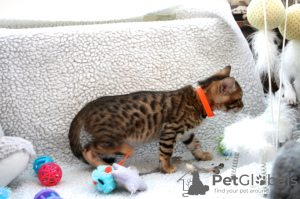 Photos supplémentaires: Chatons Bengal testés pour adoption maintenant