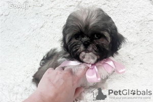 Photo №1. shih tzu - à vendre en ville de Berlin | 350€ | Annonce №107505