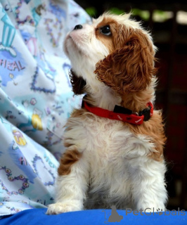 Photo №3. Cavalier King Charles Spaniel Blenheim et Tricolor. Serbie