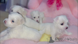 Photo №2 de l'annonce № 175187 de la vente bichon maltais - acheter à Allemagne annonce privée