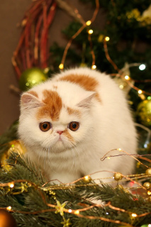 Photo №4. Je vais vendre exotic shorthair en ville de Biïsk. de la fourrière - prix - 359€