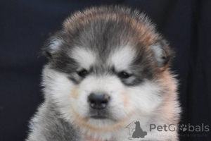 Photo №1. malamute de l'alaska - à vendre en ville de Šid | négocié | Annonce №173140