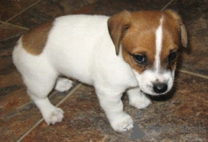 Photo №1. jack russell terrier - à vendre en ville de Vilnius | 400€ | Annonce №44884