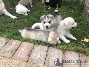 Photo №4. Je vais vendre husky de sibérie en ville de Mainz. annonce privée, éleveur - prix - 350€