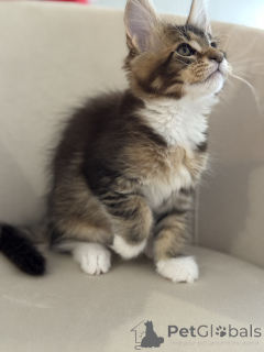 Photo №3. Chatons Maine Coon LOOF. Monaco