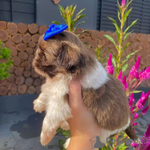 Photo №2 de l'annonce № 84235 de la vente shih tzu - acheter à La finlande annonce privée