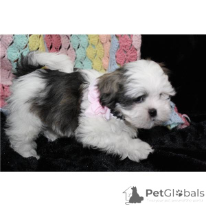 Photo №1. shih tzu - à vendre en ville de Штутгарт | 425€ | Annonce №136683