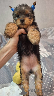 Photo №3. Miniature Yorki.. Lituanie