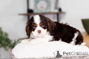 Photo №1. cavalier king charles spaniel - à vendre en ville de Barsbüttel | négocié | Annonce №160074