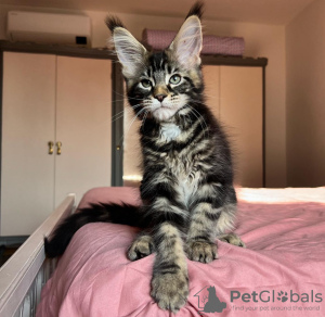 Photo №2 de l'annonce № 133034 de la vente maine coon - acheter à Allemagne annonce privée