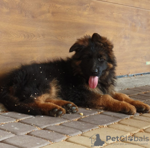 Photos supplémentaires: Chiots berger allemand à poil long