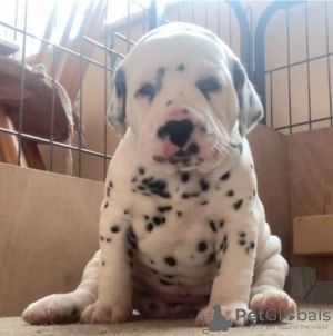 Photo №1. dalmatien - à vendre en ville de Stockholm | négocié | Annonce №113246